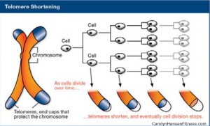 telomere1