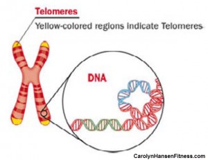 telomeres