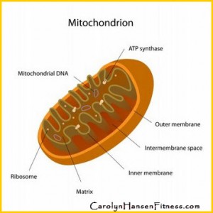 mitochondria